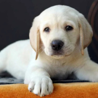 First Time Pet Parents