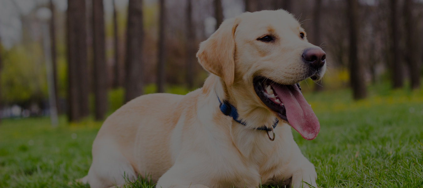 How to Adopt a Puppy Online: A Complete Guide to Finding Your Perfect Furry Friend