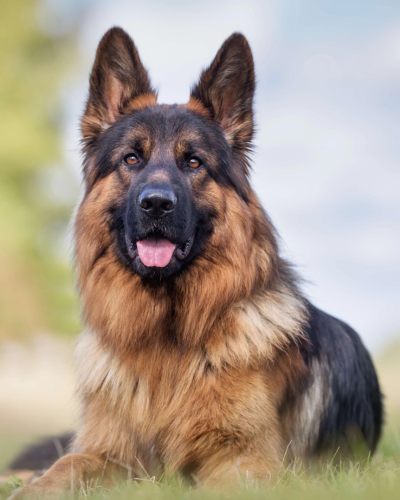dog 1