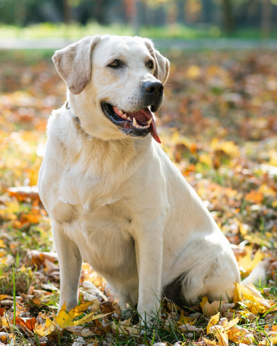 dog 1