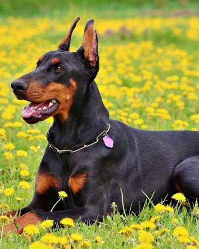 dog 1