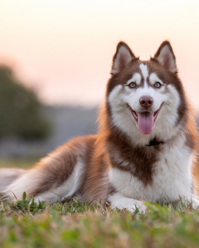 dog 1