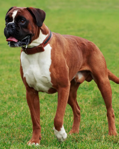 dog 1