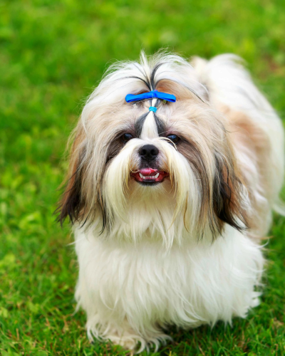 dog 1
