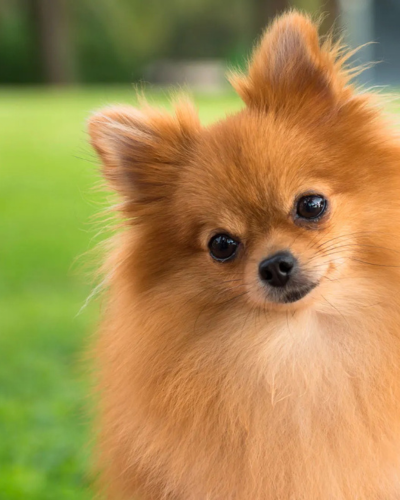 dog 1