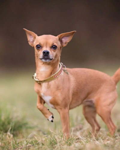 dog 1