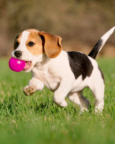 dog 1