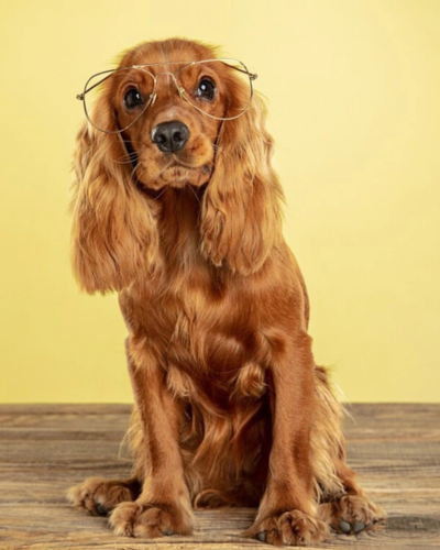 dog 1