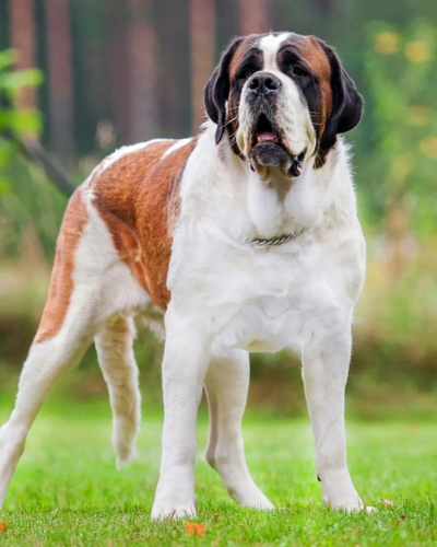 dog 1