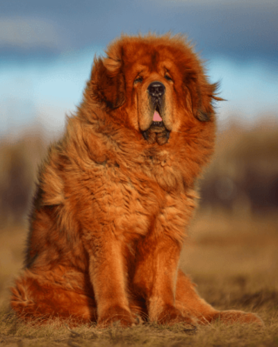 dog 1