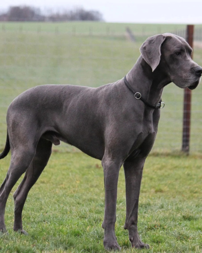 dog 1