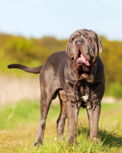 dog 1